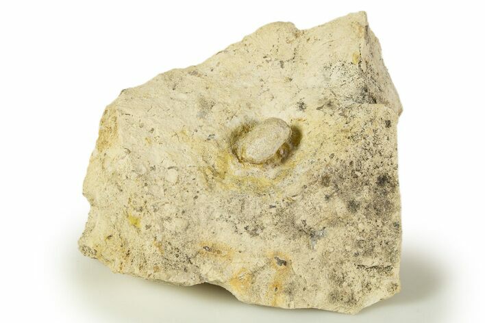 Eocene Fossil Snake Egg - Bouxwiller, France #318941